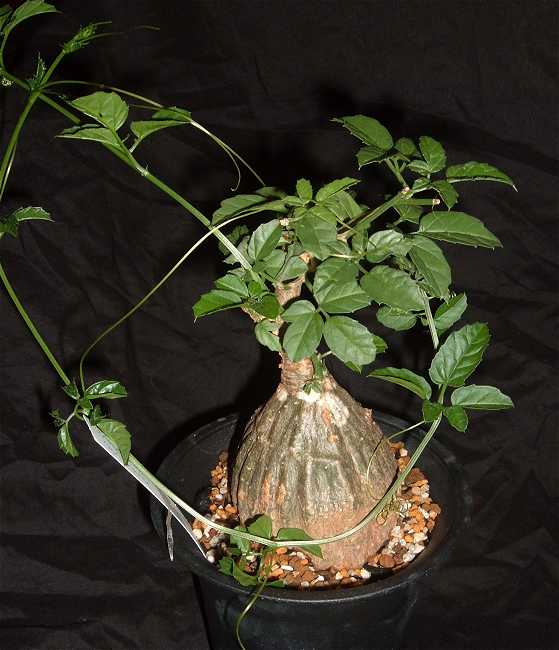 モモルディカ ロストラータ(Momordica rostrata)写真 多肉植物データベース