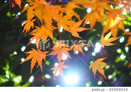 秋の始まりの写真素材 [93989039] - PIXTA