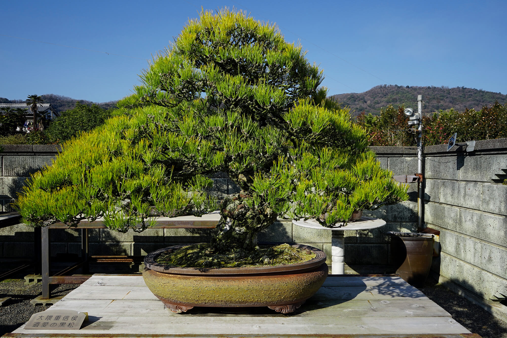 感性を磨いて作風を高める「出上吉洸園」 | 高松盆栽