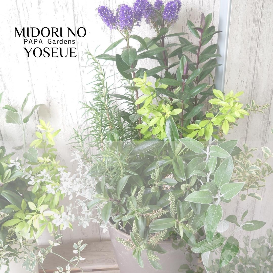 楽天市場】おしゃれ「グリーン＆シルバーリーフの寄せ植え Mサイズ 高