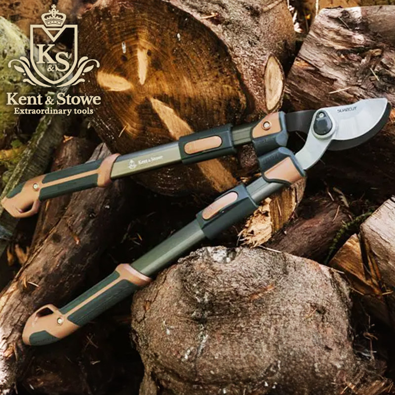 官能的な旨味と甘味。超高級☆キャッサバ・ゴールドSS☆挿し木枝。60