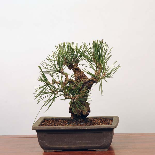 楽天市場】【即日出荷可!】【送料無料】中品盆栽：錦松*【送料無料