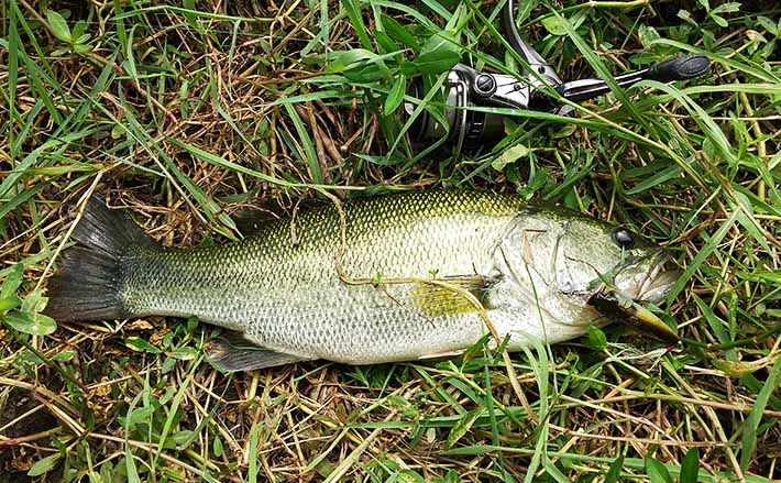 陸っぱりトップゲームで50cm級バス 2種のプラグのみで挑戦【琵琶湖