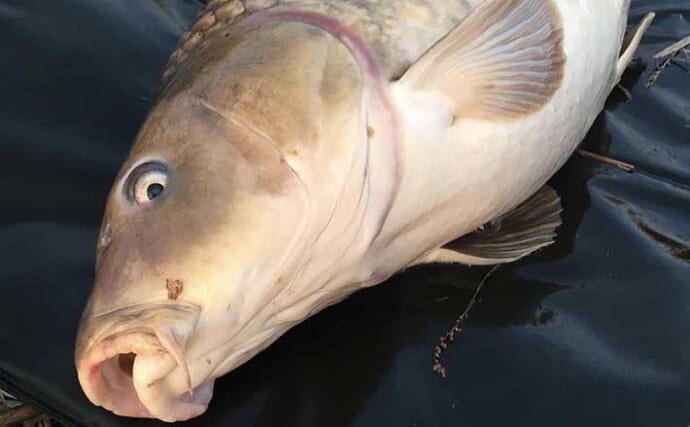 ヨーロピアンカープフィッシングの魅力 日本の鯉釣りとの違いは