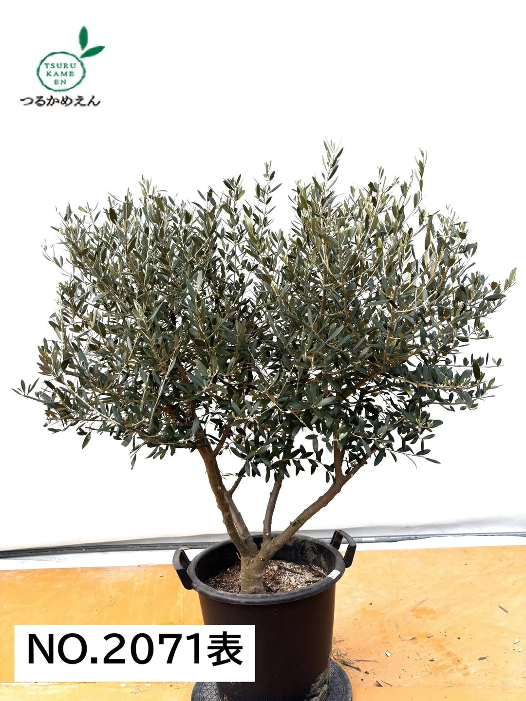 NEWネバディロブランコ（オリーブの木）｜XLサイズ｜No.2071｜約130cm