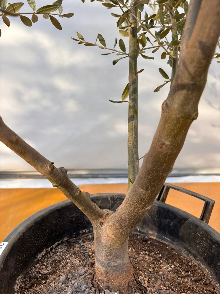 NEWコレッジョラ（オリーブの木）｜XLサイズ｜NO.2044｜約200cm｜寒冷