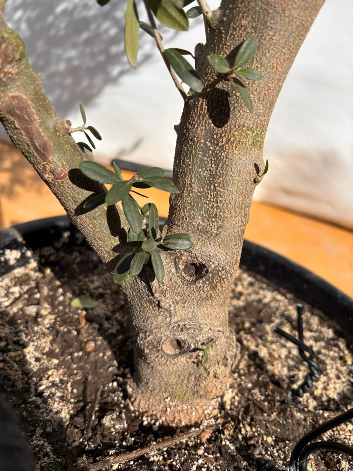 NEWネバディロブランコ（オリーブの木）｜XLサイズ｜NO.2138｜約170cm