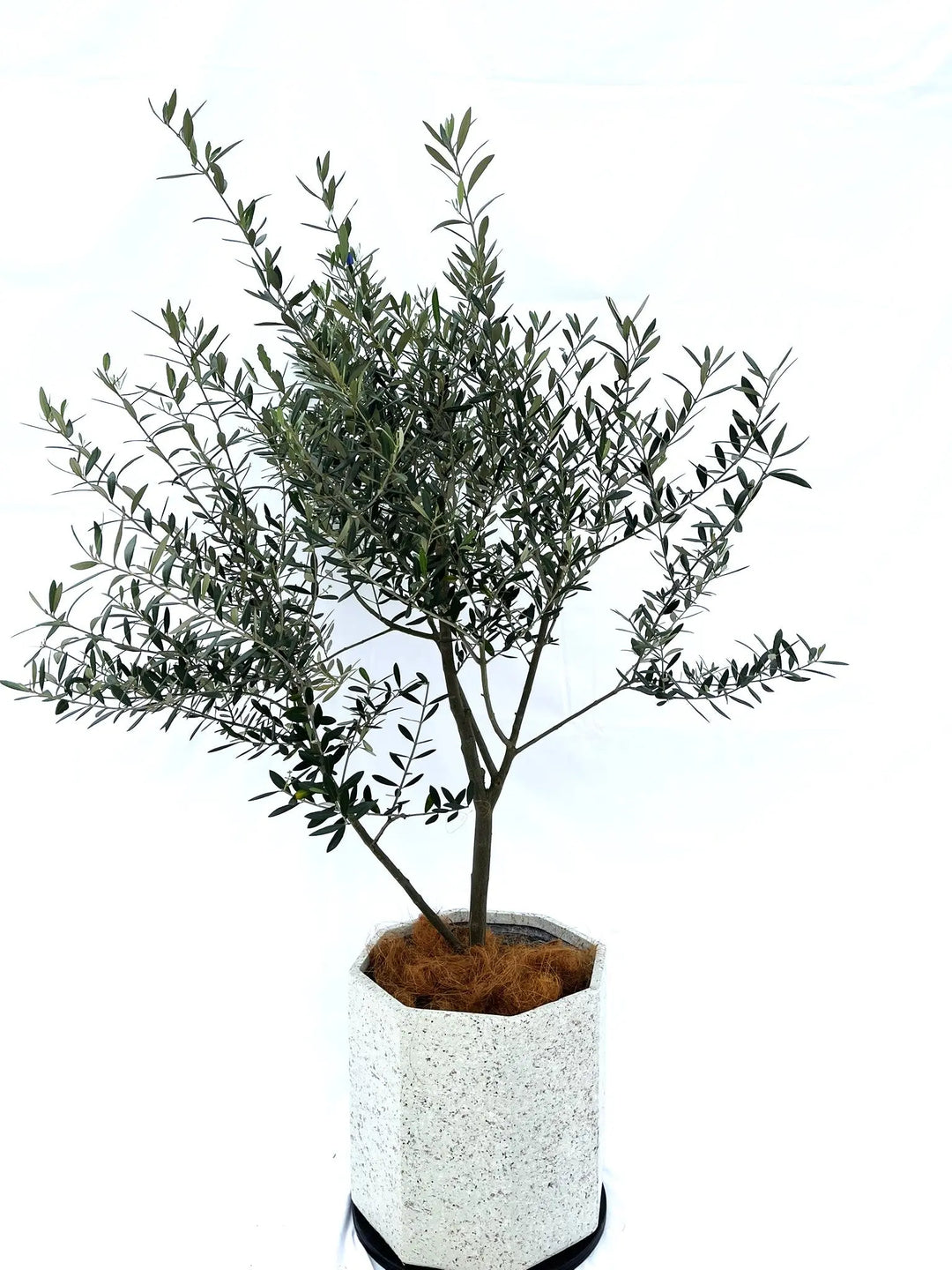 ミッション Lサイズ 約150cm NO.10208 オリーブの木 - 株式会社鶴亀園