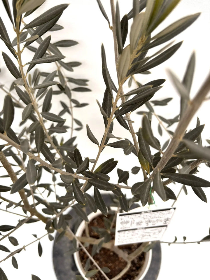 NEWバロウニ（オリーブの木）｜Sサイズ｜K-306｜約130cm｜希少・大実