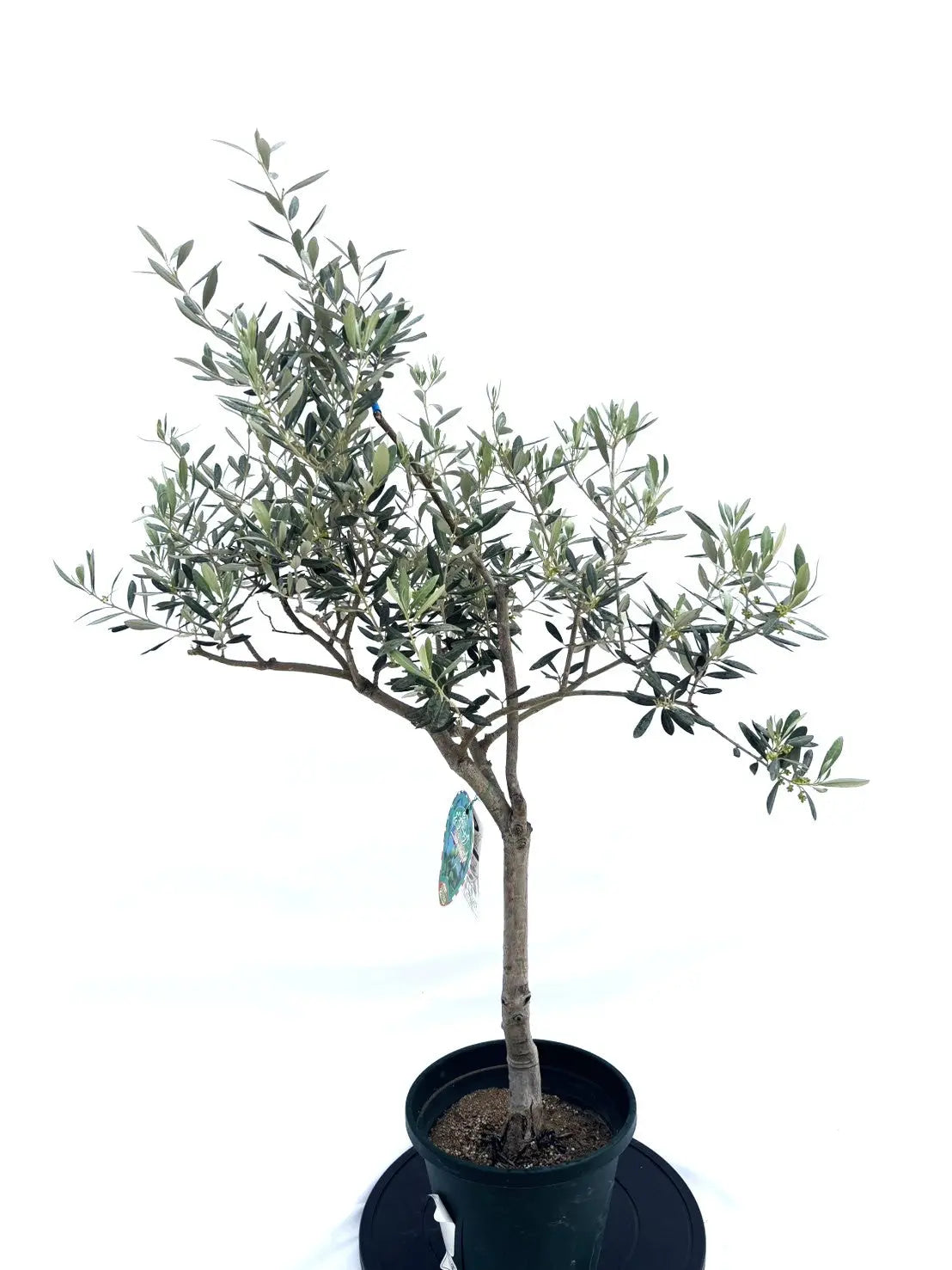 アメリカン Mサイズ 約120cm NO.10488 オリーブの木 希少品種 - 株式