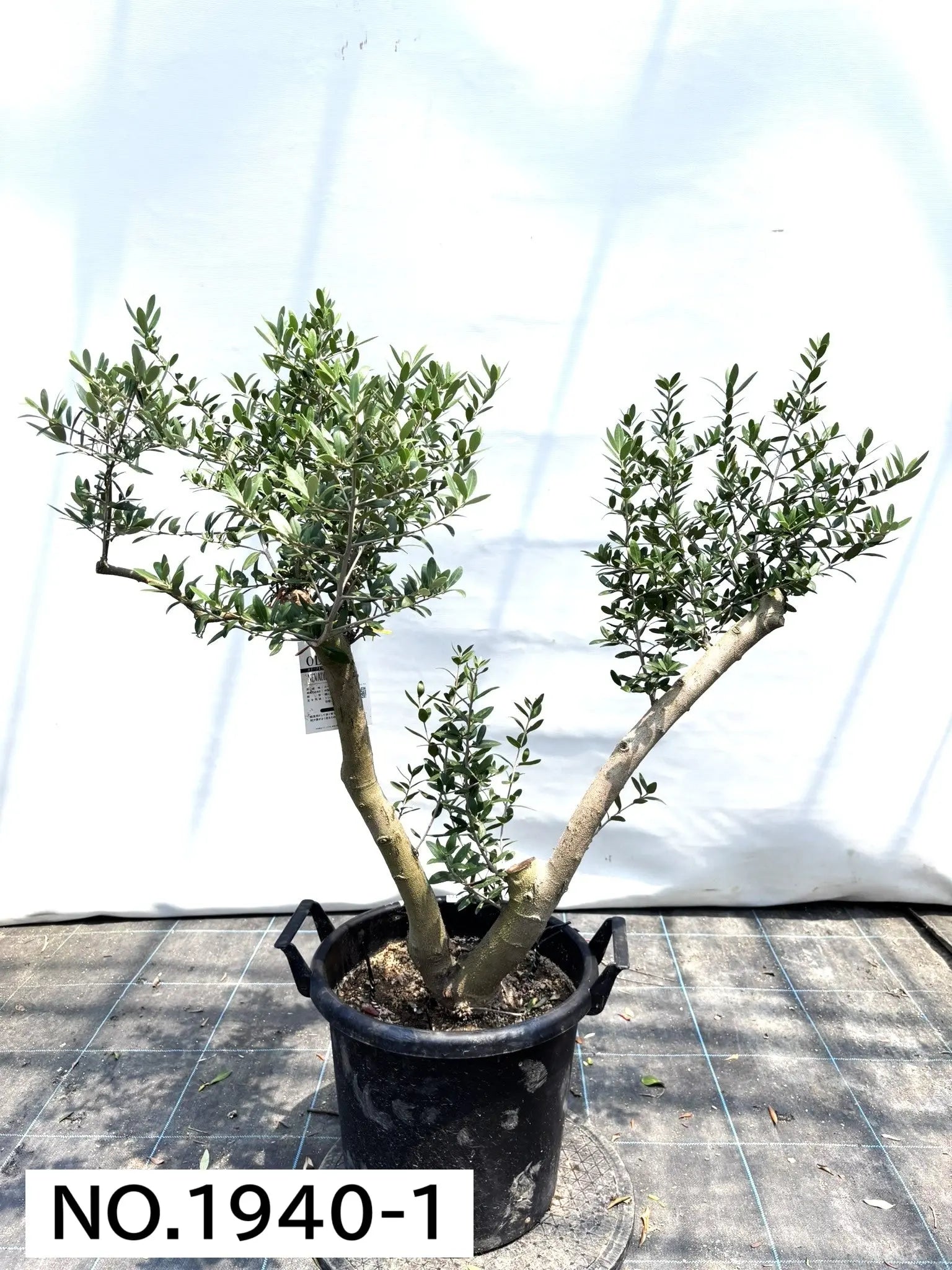 NEWネバディロブランコ（オリーブの木）｜大型商品｜NO.1940｜約110cm