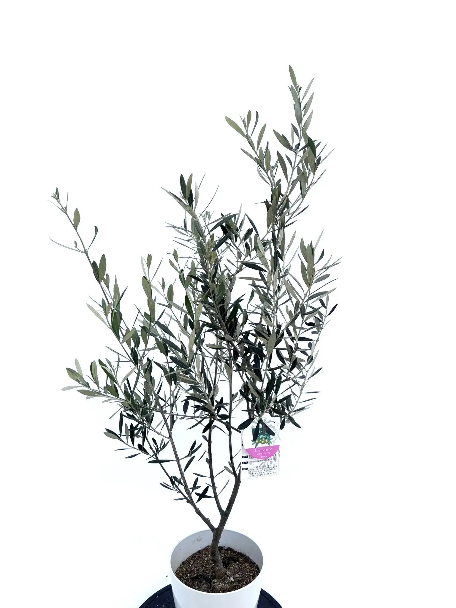 ミッション Sサイズ 約130cm NO.10471 オリーブの木 - 株式会社鶴亀園