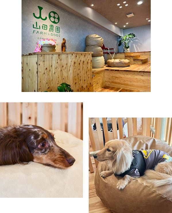 山田農園FARM&DOGS】愛知県岡崎市のドッグカフェ｜ワンコnowa