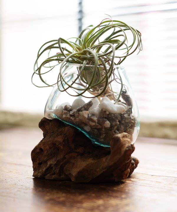 流木アクアリウム XS(ASSORT): 『チャイハネ』公式通販