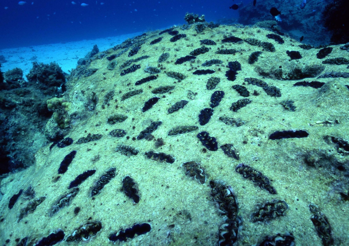 ヒメジャコガイ｜生物 ｜粟国アーカイブス
