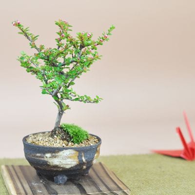 紅紫檀(べにしたん) 小さくてかわいい実のなる盆栽を販売｜入門は盆栽