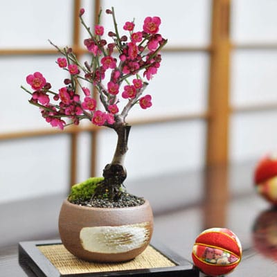 梅づくし 寄せ植え 5号の盆栽を販売｜盆栽妙 – 盆栽妙 本店