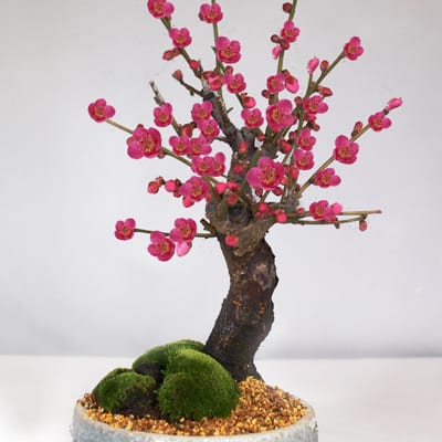 盆栽回転台 剪定や針金掛けの作業に便利。普段は花台としても使用可能