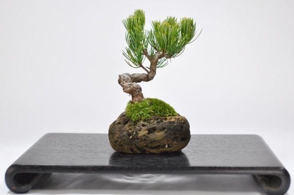 五葉松 石付きの盆栽を販売｜入門は盆栽妙 – 盆栽妙 本店