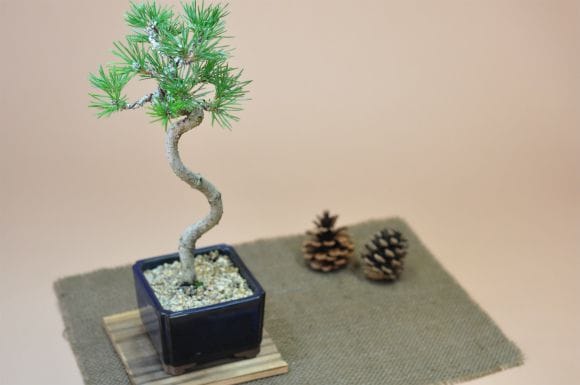 文人黒松の盆栽を販売｜入門は盆栽妙 – 盆栽妙 本店