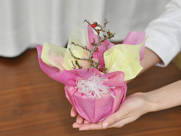 母の日の花盆栽 長寿梅 樹齢6年 信楽焼祝い鉢｜プレゼントに盆栽妙