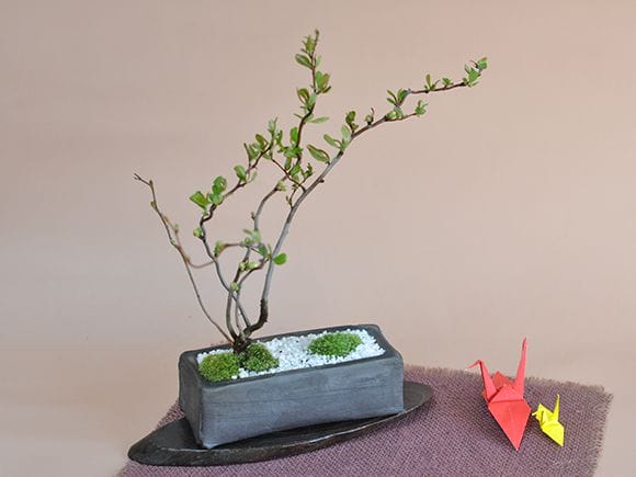 雲龍長寿梅の盆栽を販売｜盆栽妙 – 盆栽妙 本店