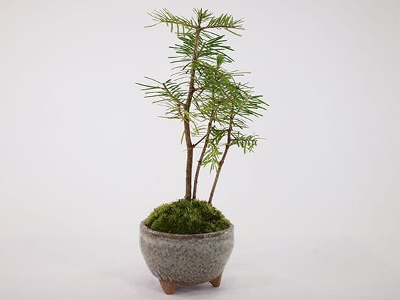 ミニ松 三点セットの盆栽を販売｜盆栽妙 – 盆栽妙 本店
