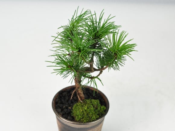 那須五葉松(なすごようまつ) 模様木 盆栽 素材 NGY7220 五葉松 那須