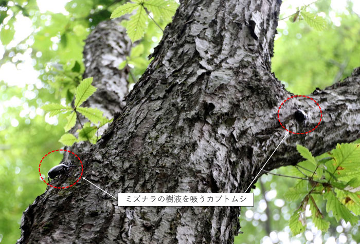 樹木シリーズ⑱ ミズナラ | あきた森づくり活動サポートセンター