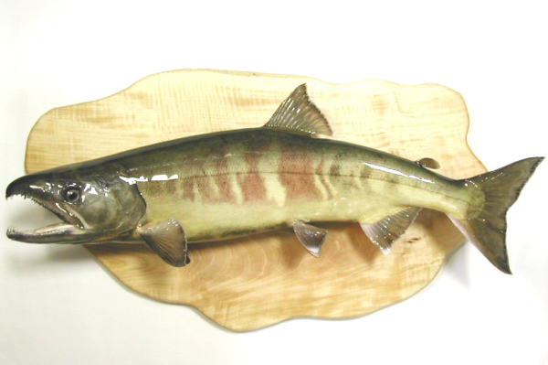 I's wood work's × 魚類剥製工房かげろう 水無月 90S ① I´s wood work