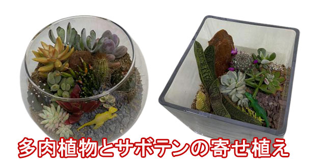 母の日 フラワーギフトはサボテン寄せ植えハイドロカルチャーの鉢植え