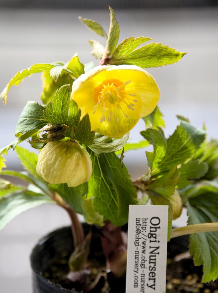 オキシデンタリス系オーレア | ジミ蘭が好き！