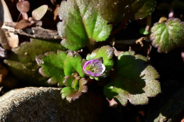 イヌノフグリ（オオバコ科）｜素人植物図鑑