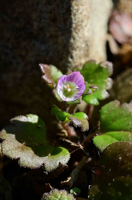 イヌノフグリ（オオバコ科）｜素人植物図鑑