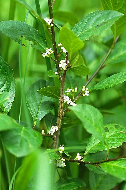 ミヤマウメモドキ（モチノキ科）｜素人植物図鑑