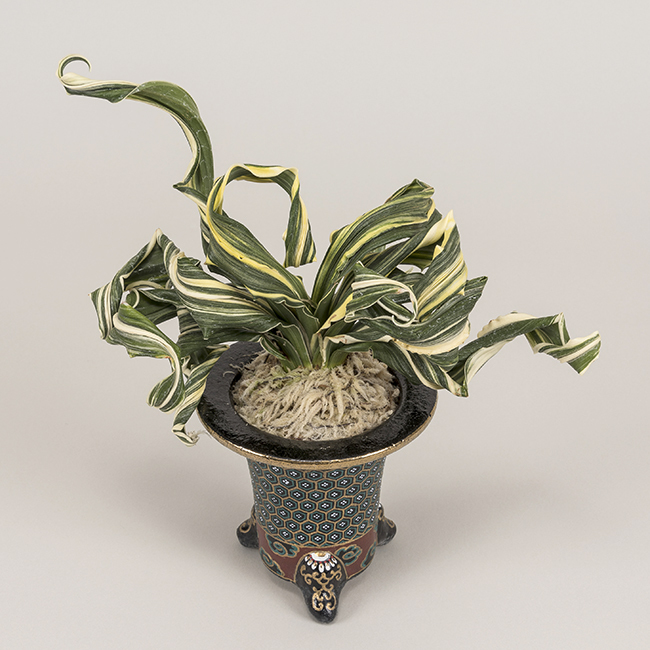 第12回萬遊会 of 日本おもと業者組合