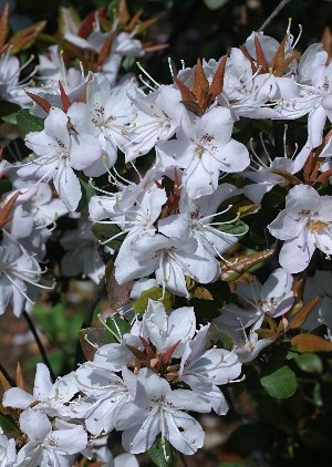 四季の山野草（バイカツツジ）