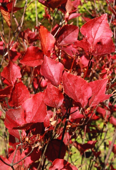 四季の山野草（ミツバツツジ）