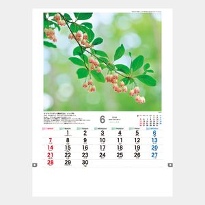 PARABIO AC LOTION 2本☆ヤクルトカレンダー2026 2冊 Yakult パラビオ