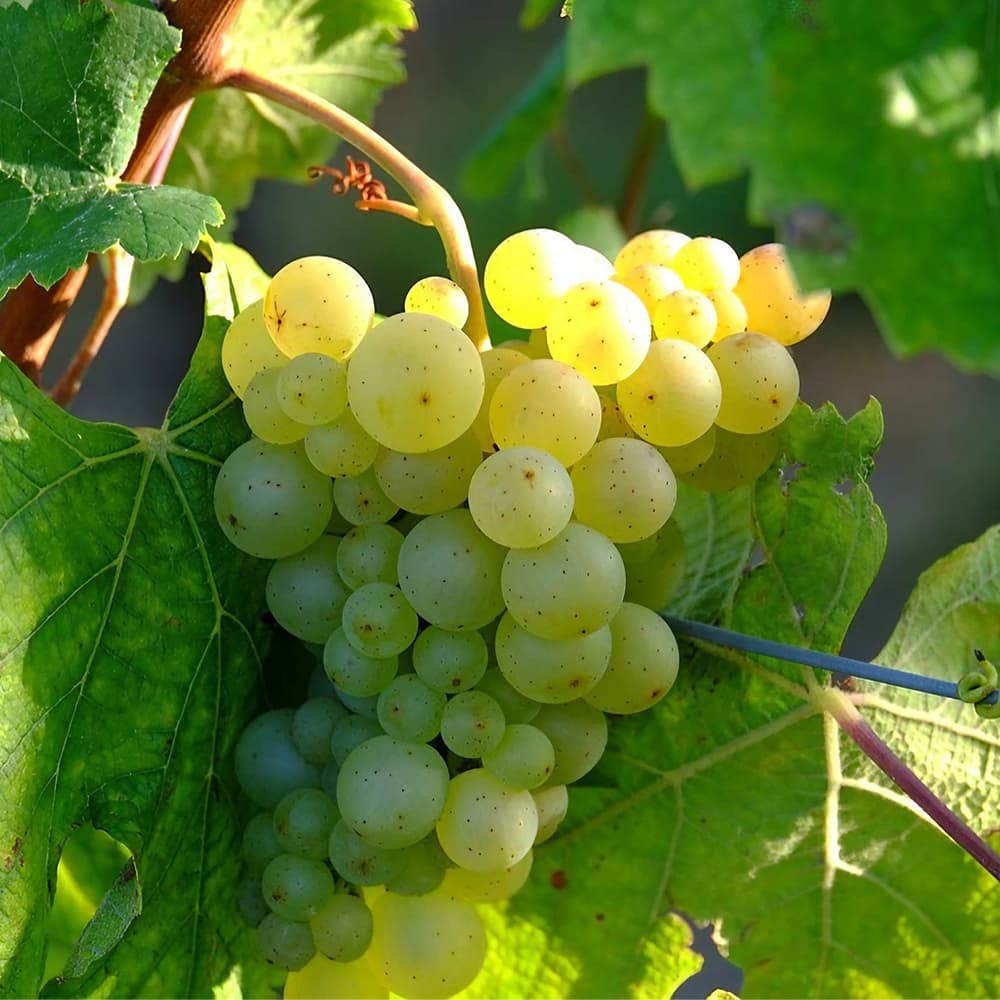 SHOLAYERED ショーレイヤード ディフューザー シャンパン 100mL ショー