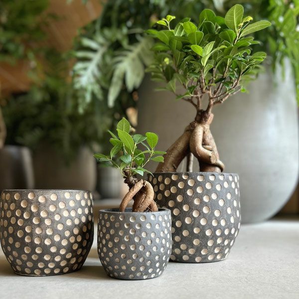 素朴でレトロな鉢カバー｜WEBコラム｜商品案内｜杉田エース株式会社