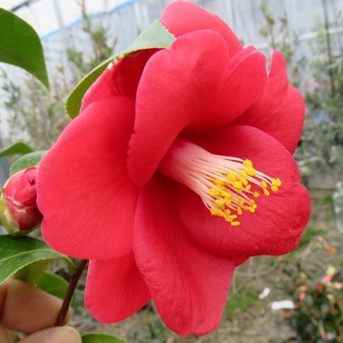 楽天市場】【現品】椿（ツバキ)大日の曙(ダイニチノアケボノ) 1.1m