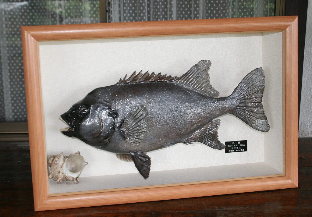 魚類剥製工房＜リアルアート岩井＞