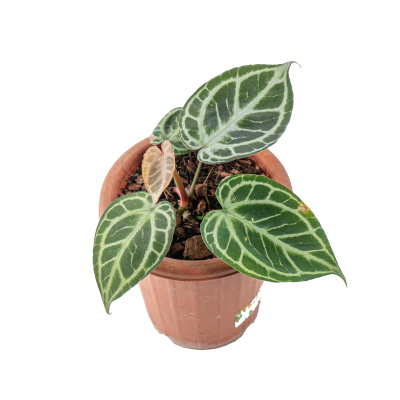 Anthurium KOS/HU (King of spades) x Red crystallinum – Aroid Market