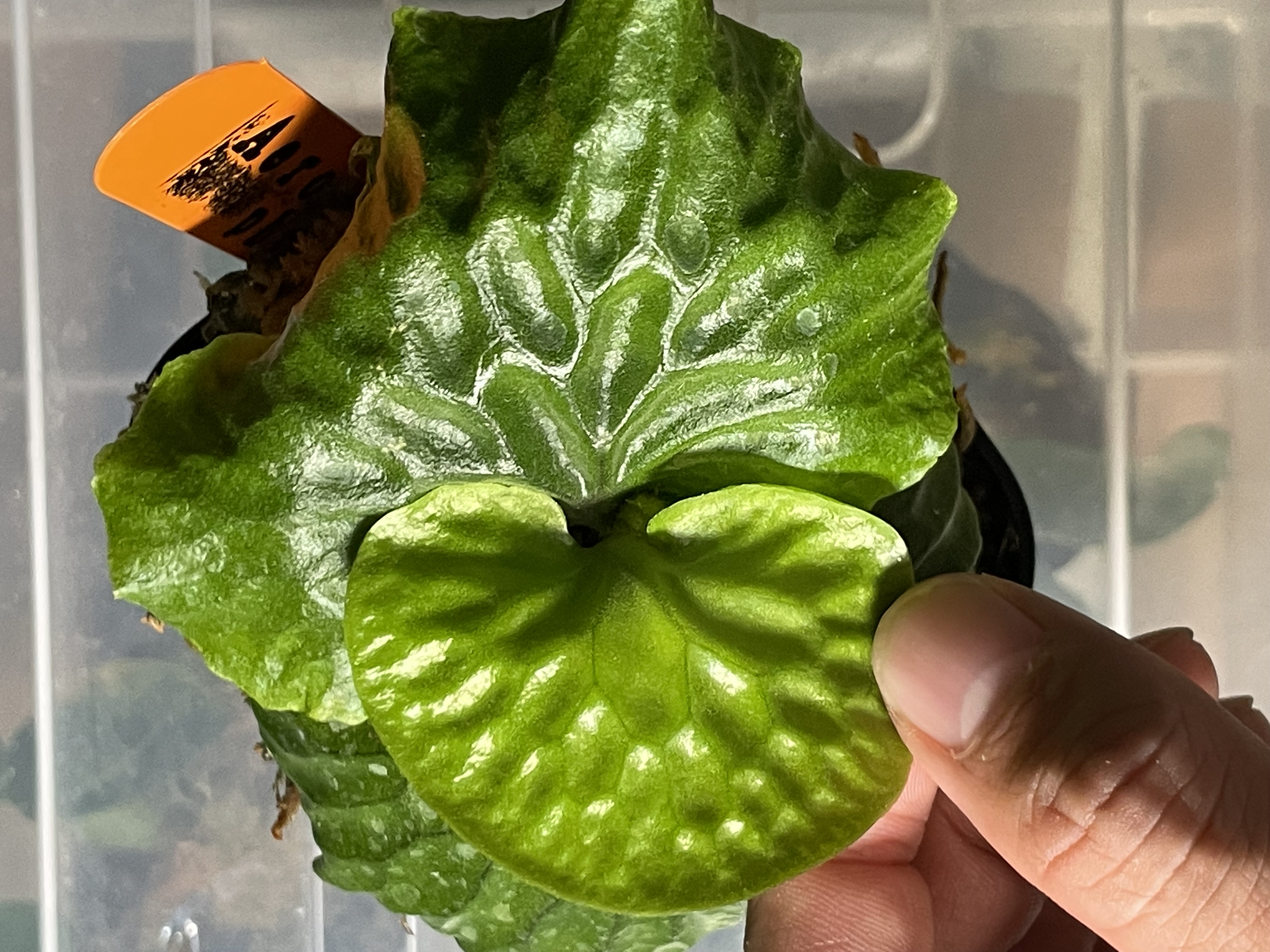 マダガスカリエンセの向きについて ビカクシダの森