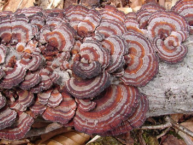 魚沼のサルノコシカケ科