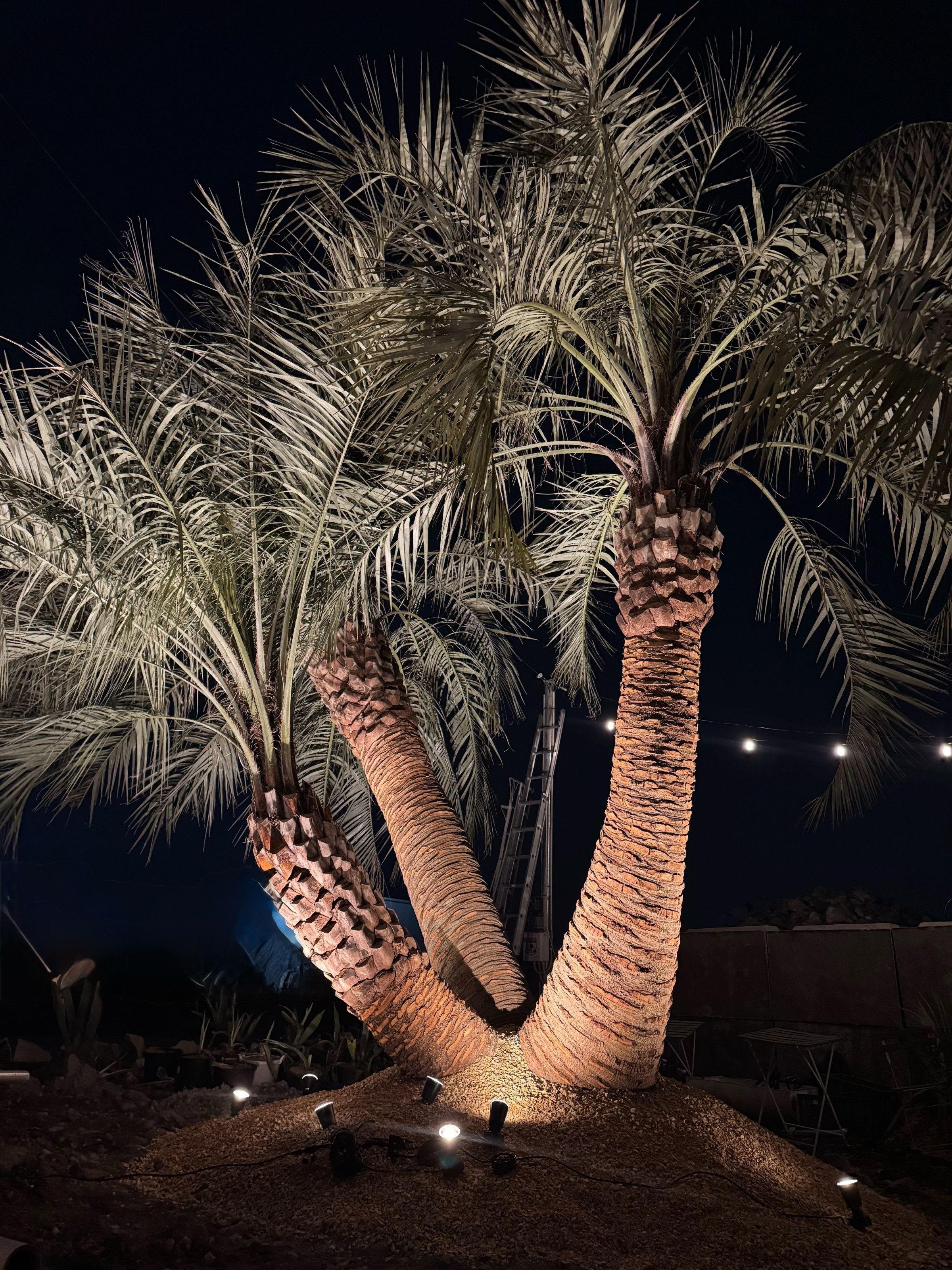 ココスヤシ専門販売店 DRYGARDEN Nico 福岡県久留米市田主丸町豊城1398-5