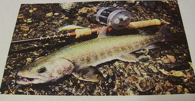 フェンウィックFS53CL-3J 商品詳細｜でんでんまる｜雷魚をはじめとした