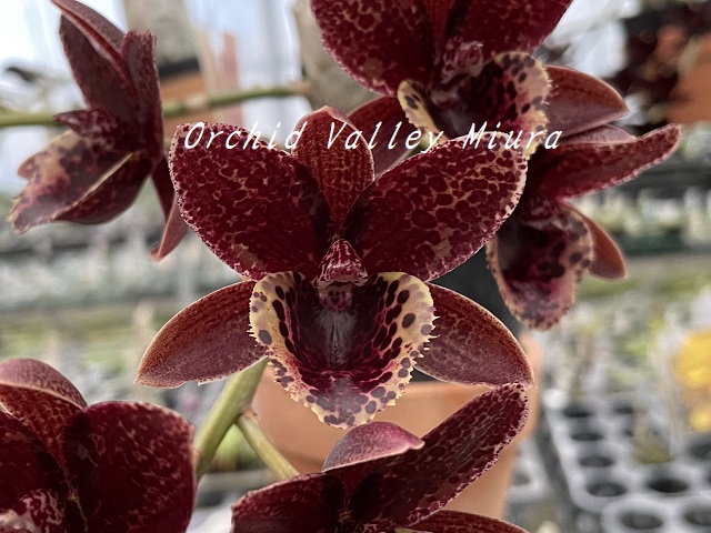 Catasetum系② - オーキッドバレーミウラ