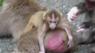 会員限定│高画質4K】【癒し効果999%】無我夢中！赤ちゃん猿の究極の